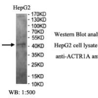 ACTR1A Antibody