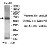 C1orf27 Antibody