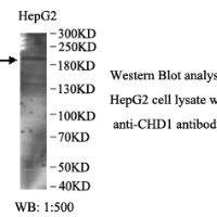 CHD1 Antibody
