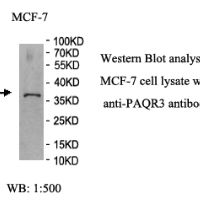 PAQR3 Antibody