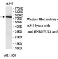 HNRNPUL1 Antibody