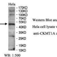 CKMT1A Antibody