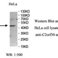 C2orf30 Antibody