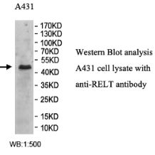 RELT Antibody