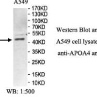 APOA4 Antibody