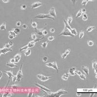 大鼠神经小胶质细胞