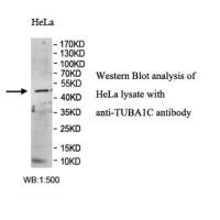 TUBA1C Antibody