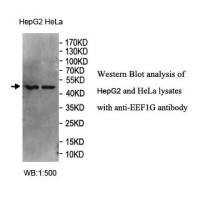 EEF1G Antibody