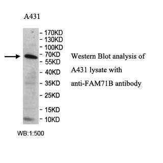 FAM71B Antibody