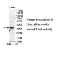 AKR1A1 Antibody
