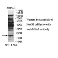 MEA1 Antibody