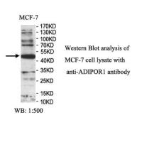 ADIPOR1 Antibody