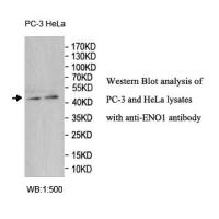 ENO1 Antibody