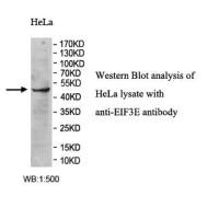 EIF3E Antibody