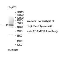 ADAMTSL1 Antibody