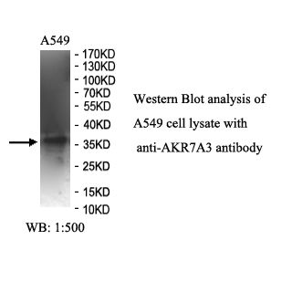 AKR7A3 Antibody