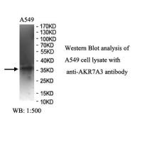 AKR7A3 Antibody