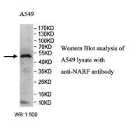 NARF Antibody