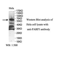 PARP3 Antibody