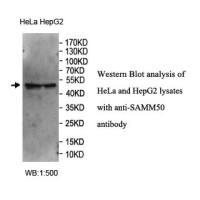 SAMM50 Antibody