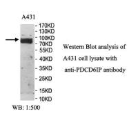 PDCD6IP Antibody