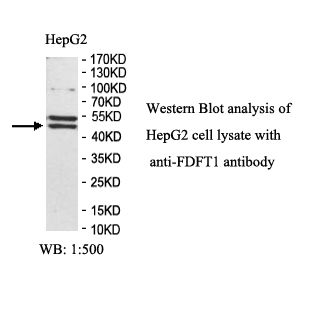 FDFT1 Antibody