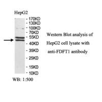 FDFT1 Antibody