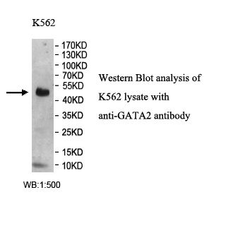 GATA2 Antibody