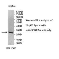 FCGR3A Antibody