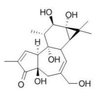 17673-25-5/	 佛波醇 ,	分析标准品,HPLC≥98