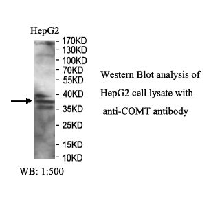 COMT Antibody