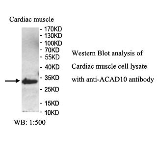 ACAD10 Antibody