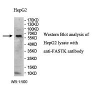 FASTK Antibody