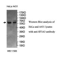 SF3A3 Antibody