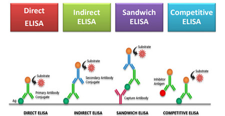 Elisa试剂盒检测，食品安全靠“你”了！