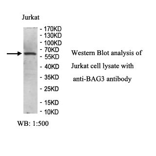 BAG3 Antibody