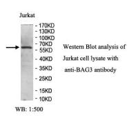 BAG3 Antibody