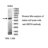SRP54 Antibody