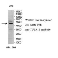 TUBA1B Antibody