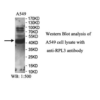 RPL3 Antibody