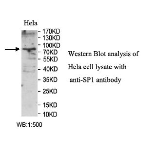SP1 Antibody
