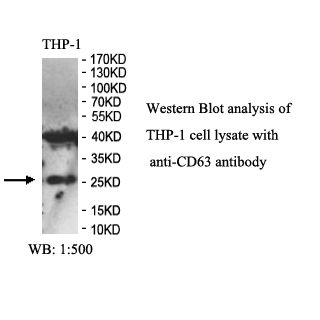 CD63 Antibody
