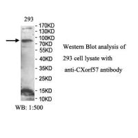 CXorf57 Antibody
