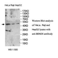 BEND5 Antibody