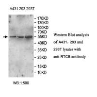 RTCB Antibody