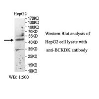 BCKDK Antibody