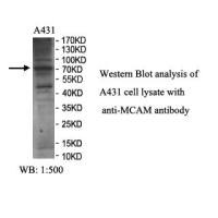 MCAM Antibody