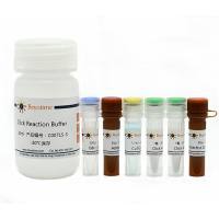 BeyoClick™ EdU-488细胞增殖检测试剂盒