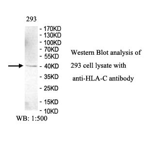 HLA-C Antibody