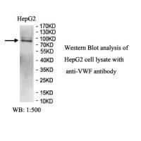 VWF Antibody